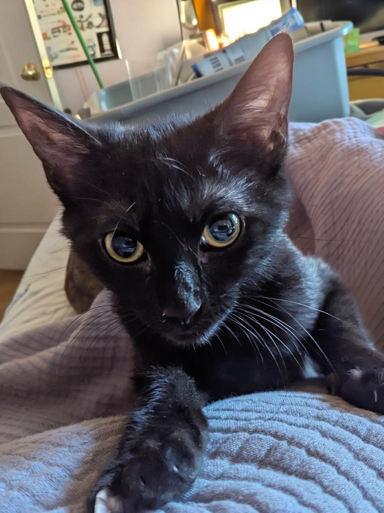 Just Friends (Juno), a Adoptable mixed breed in Olathe, KS image 2/4