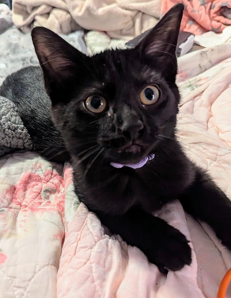Just Friends (Juno), a Adoptable mixed breed in Olathe, KS image 3/4