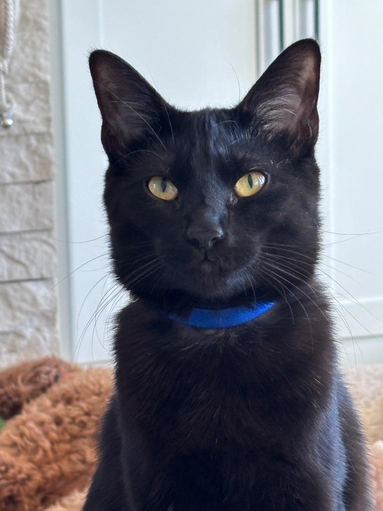 Just Friends (Juno), a Adoptable mixed breed in Olathe, KS image 4/4