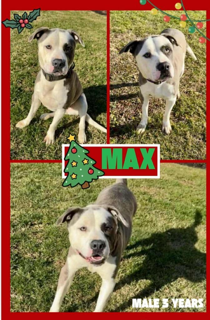 Max, Adoptable, Adult Male Pit Bull Terrier & Mixed Breed.
