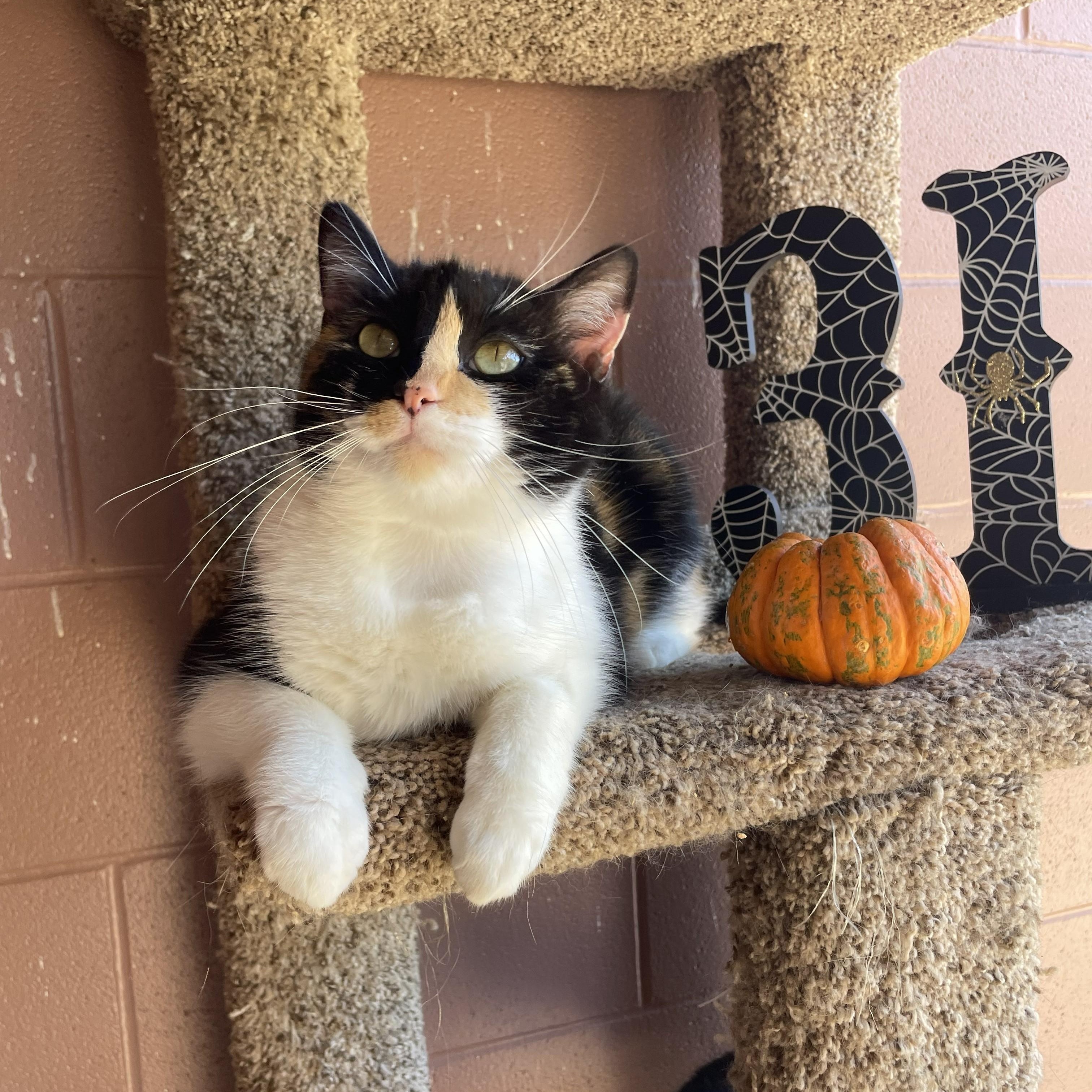 Boo Gerda thumbnail 6