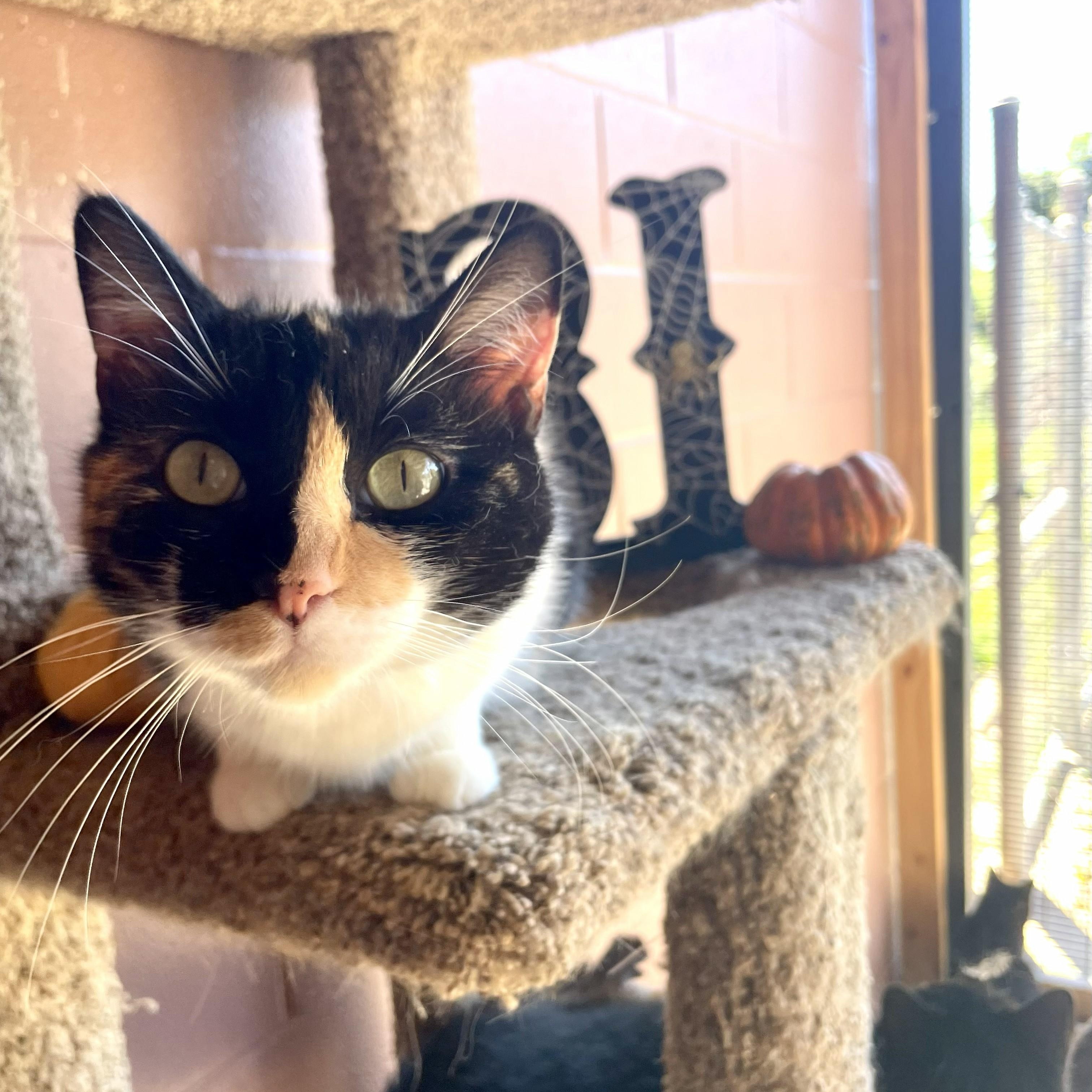 Boo Gerda thumbnail 4