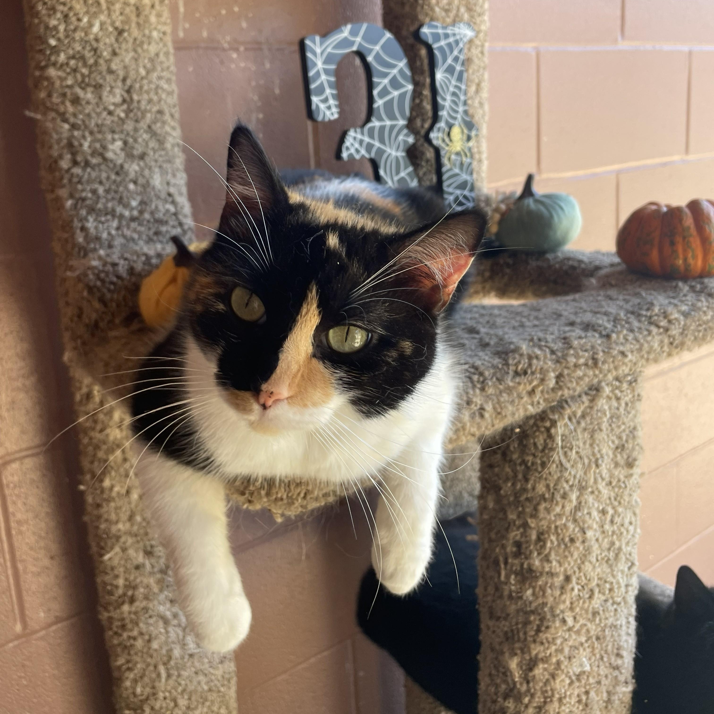 Boo Gerda thumbnail 5