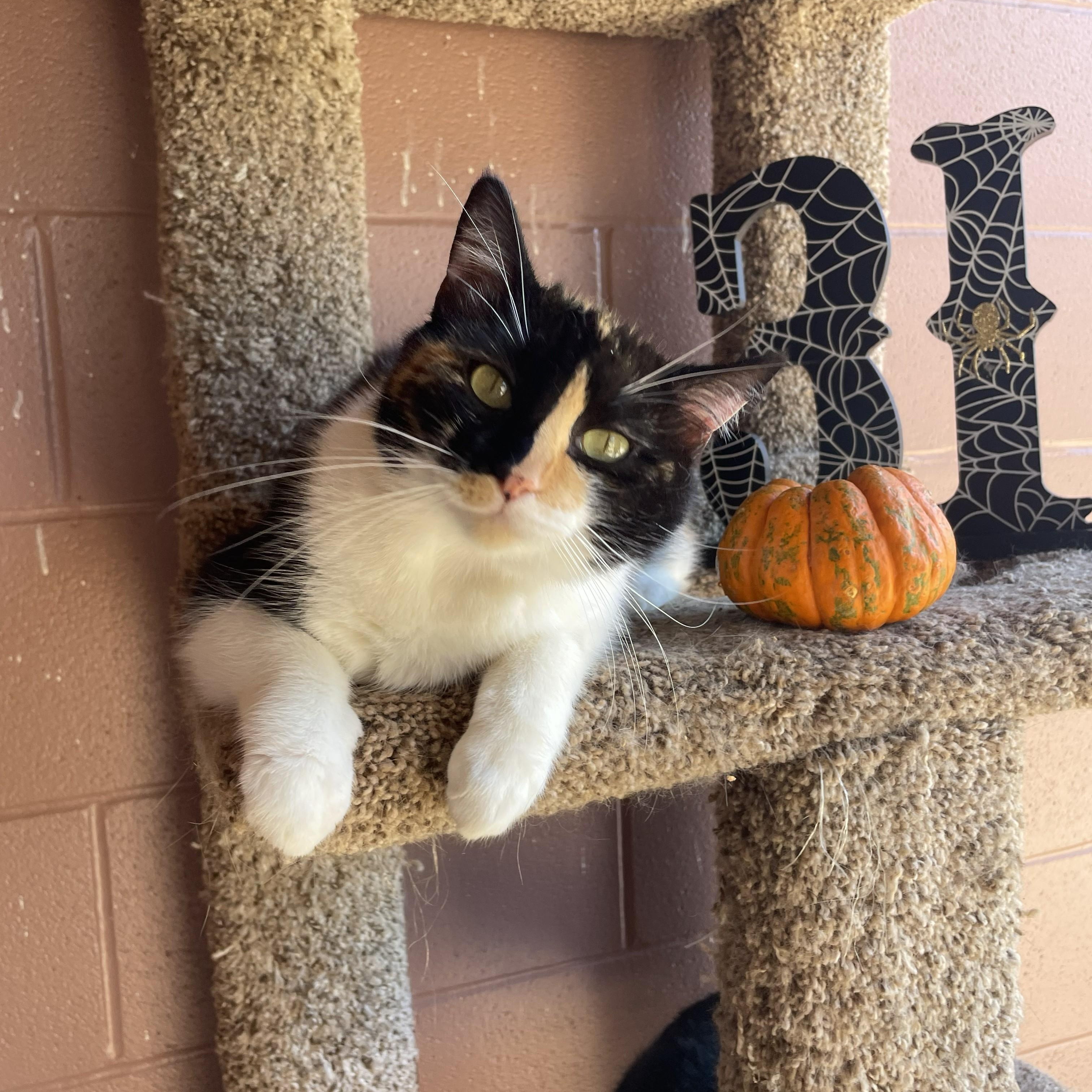 Boo Gerda thumbnail 3