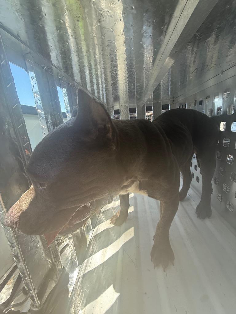 Enlarge Smokey Joe, a Adoptable American Bully in Effingham, SC image 2/6