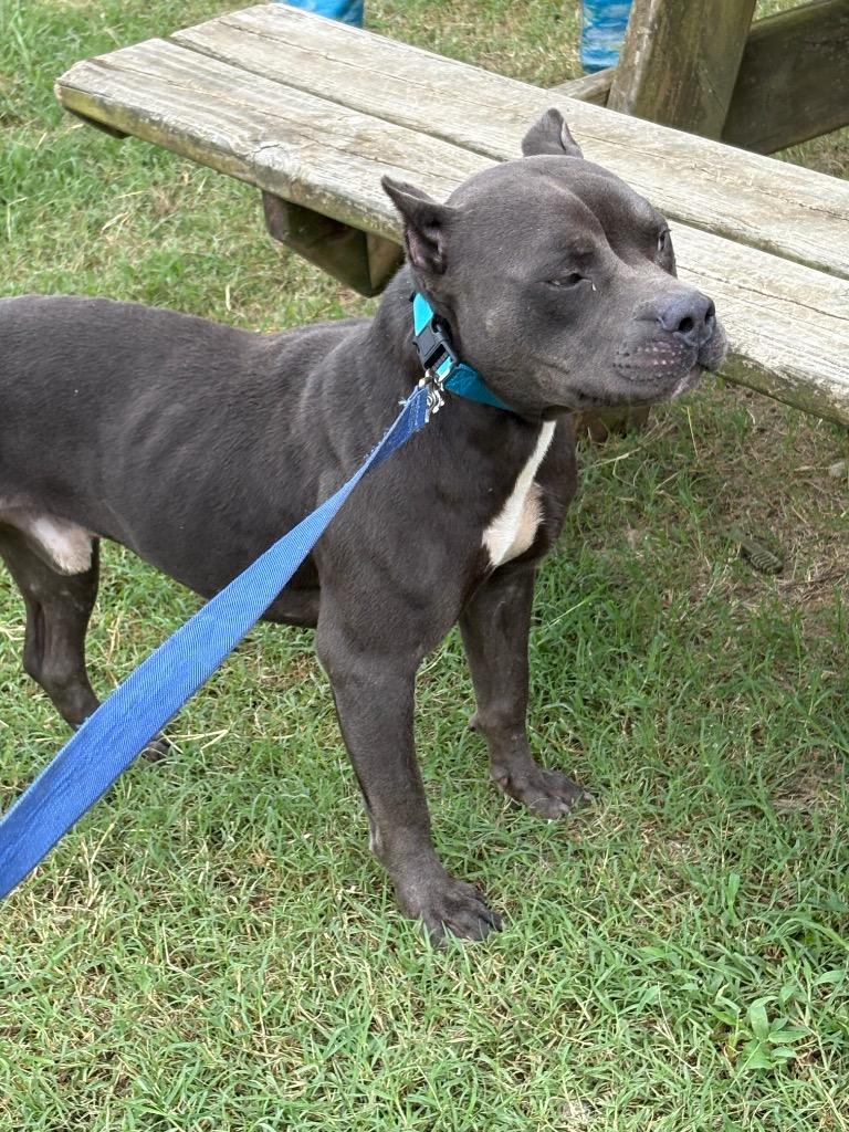 Enlarge Smokey Joe, a Adoptable American Bully in Effingham, SC image 3/6