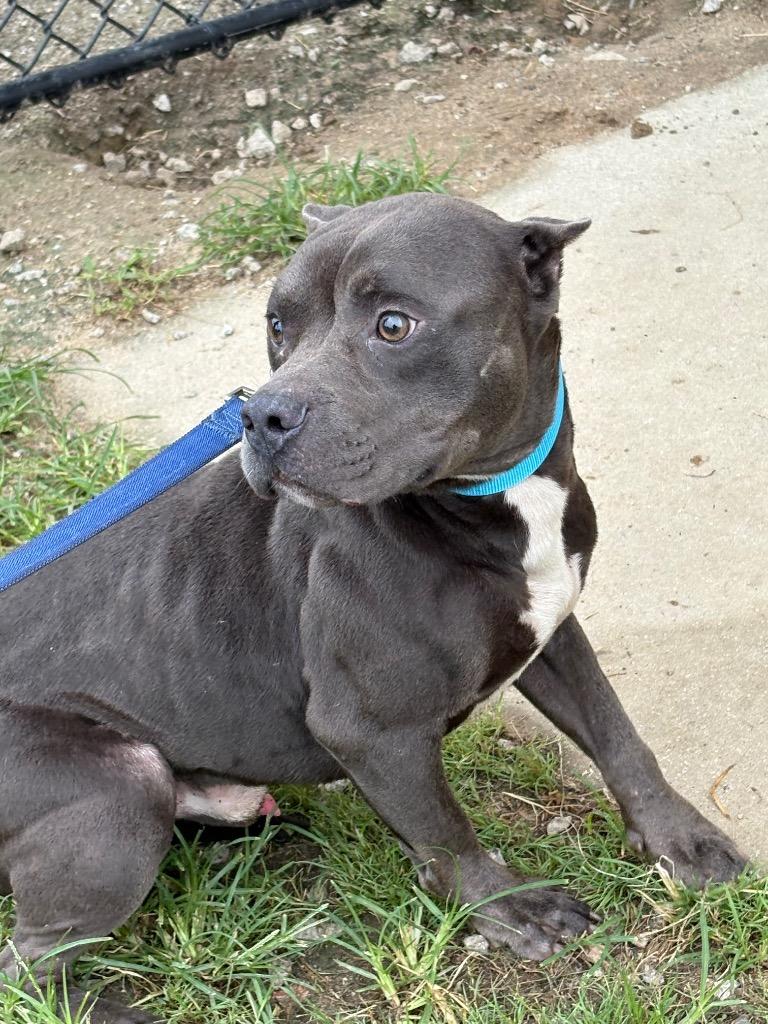 Enlarge Smokey Joe, a Adoptable American Bully in Effingham, SC image 6/6