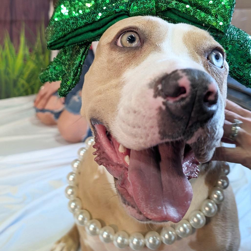 Enlarge Lakes, a Adoptable Pit Bull Terrier in Chicago, IL image 1/6