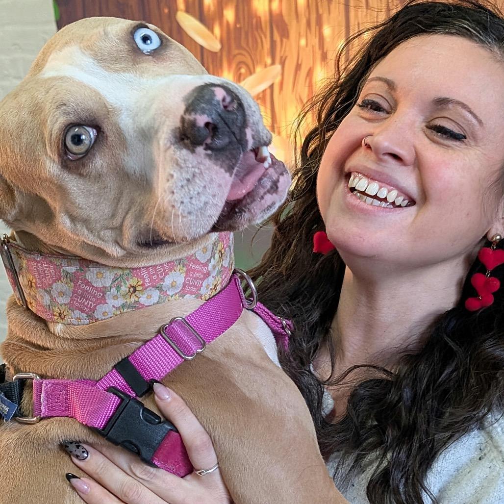 Enlarge Lakes, a Adoptable Pit Bull Terrier in Chicago, IL image 2/6