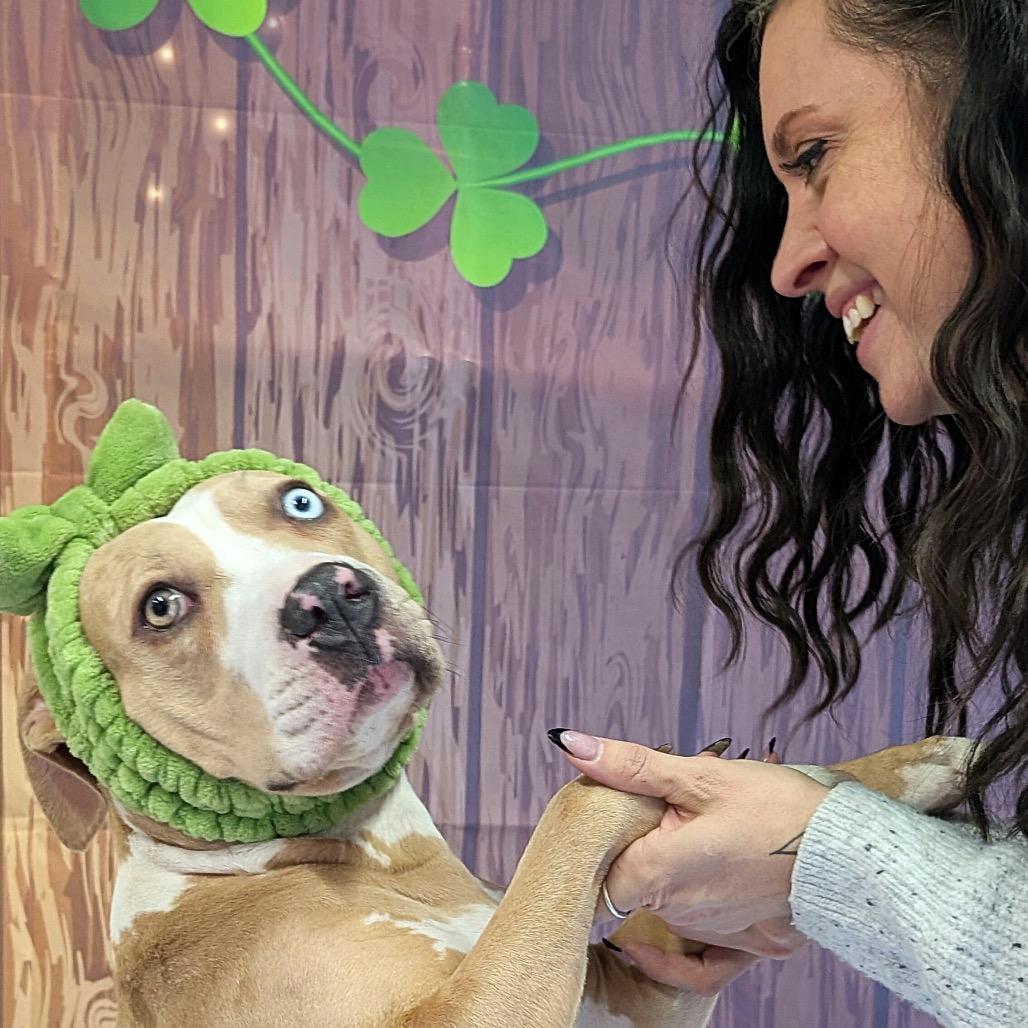 Enlarge Lakes, a Adoptable Pit Bull Terrier in Chicago, IL image 3/6