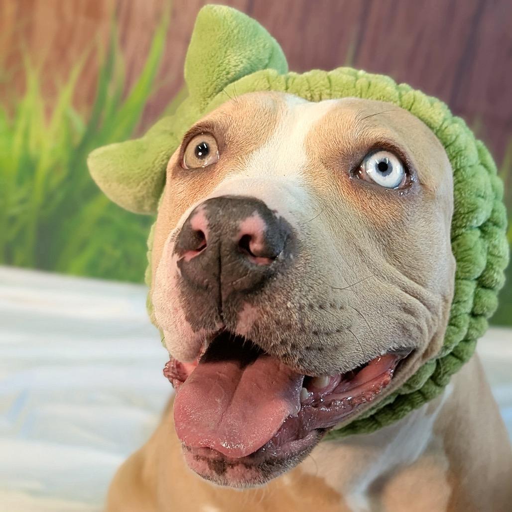 Enlarge Lakes, a Adoptable Pit Bull Terrier in Chicago, IL image 4/6
