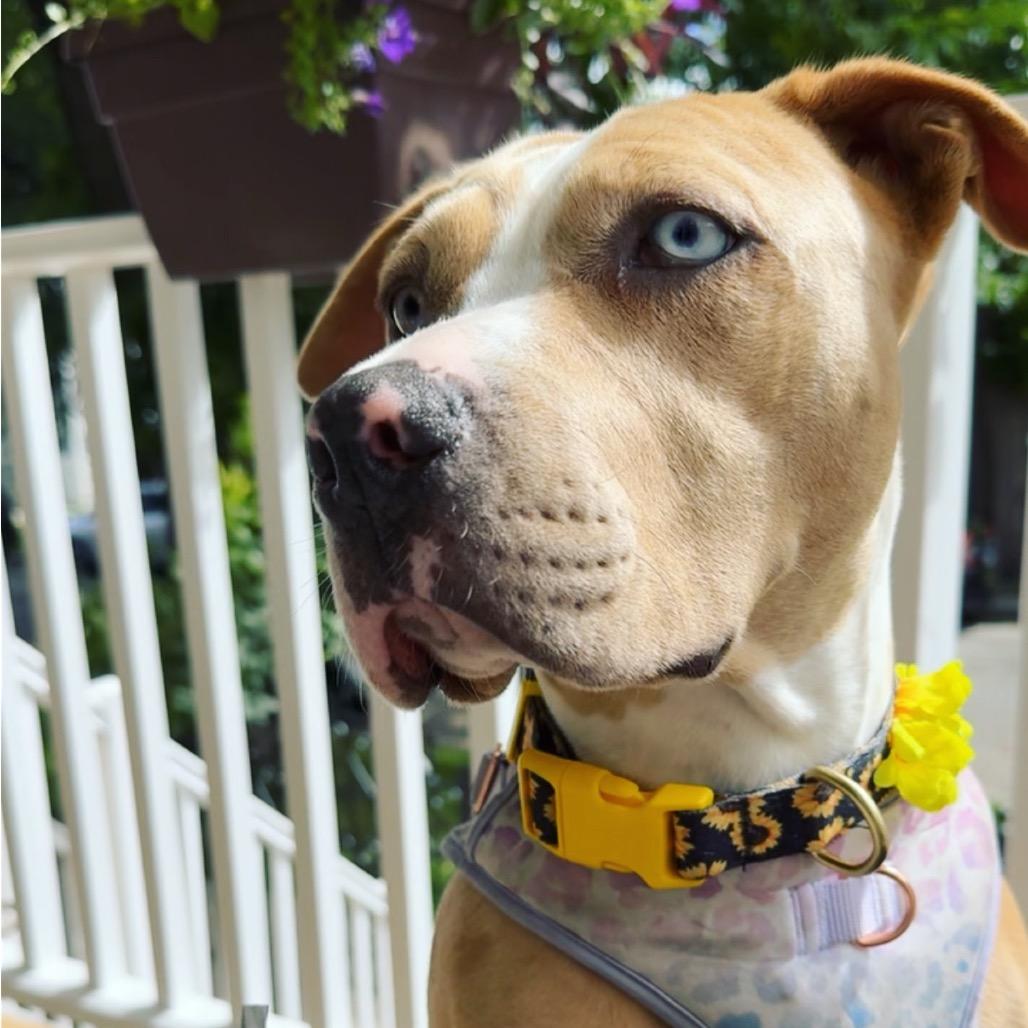 Enlarge Lakes, a Adoptable Pit Bull Terrier in Chicago, IL image 5/6