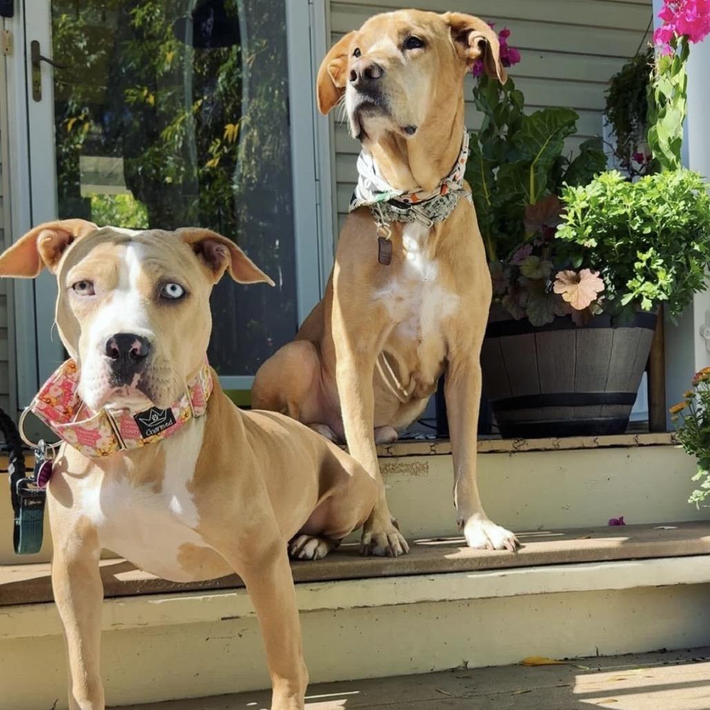 Enlarge Lakes, a Adoptable Pit Bull Terrier in Chicago, IL image 6/6