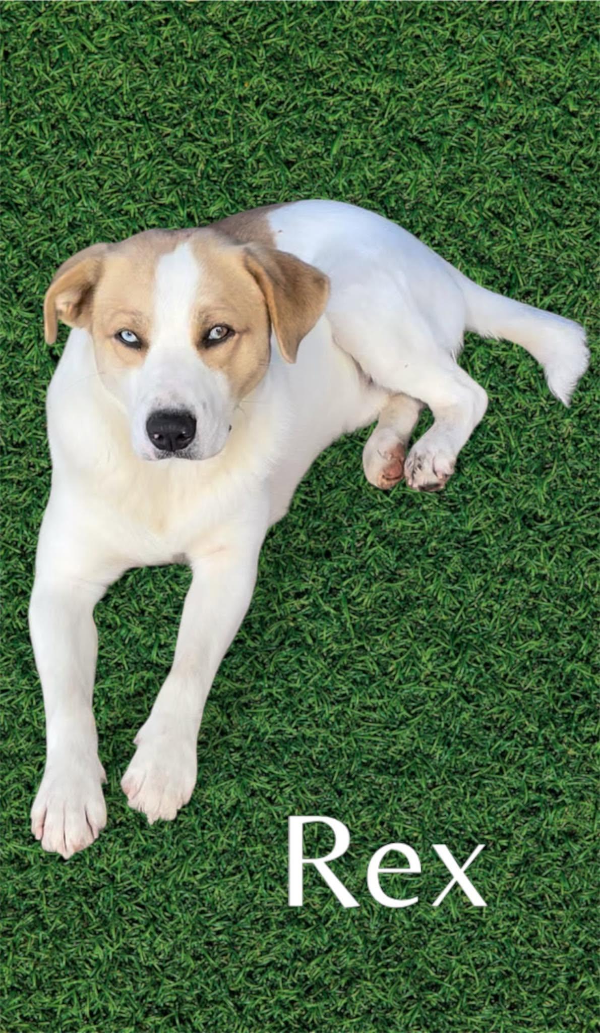 Enlarge Rex, a Adoptable mixed breed in Tyler, TX image 2/2