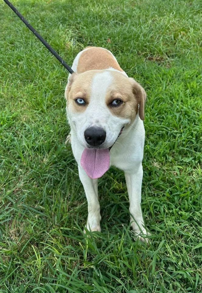 Enlarge Rex, a Adoptable mixed breed in Tyler, TX image 1/2