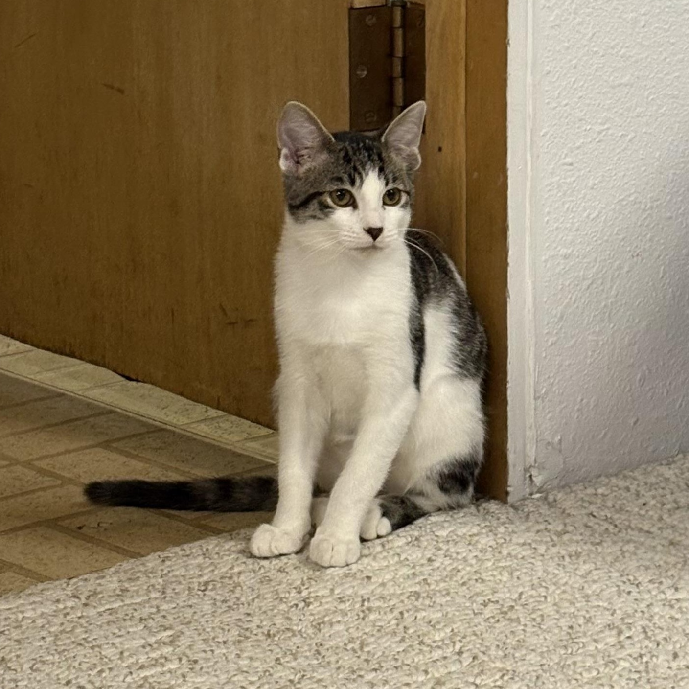 Enlarge Rice Crispy, a Adoptable Domestic Short Hair in Mineral Point, WI image 3/6