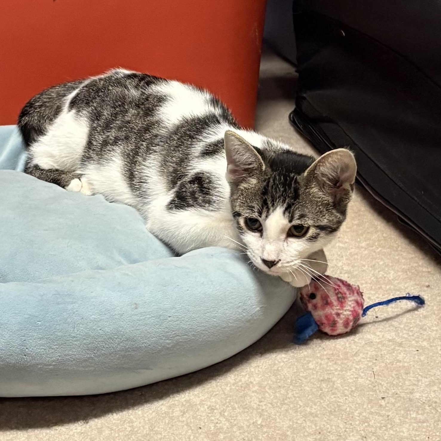 Enlarge Rice Crispy, a Adoptable Domestic Short Hair in Mineral Point, WI image 5/6