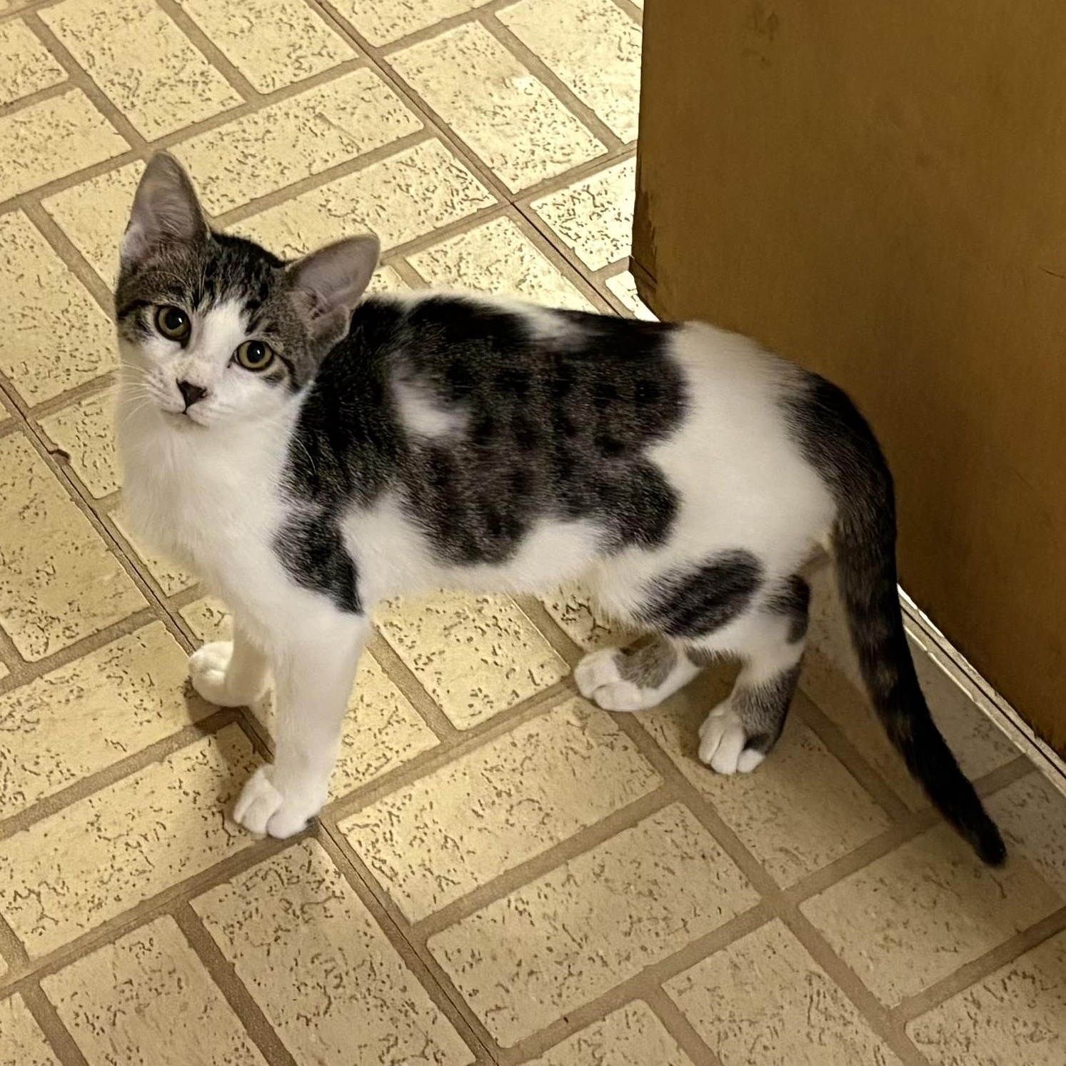 Enlarge Rice Crispy, a Adoptable Domestic Short Hair in Mineral Point, WI image 4/6