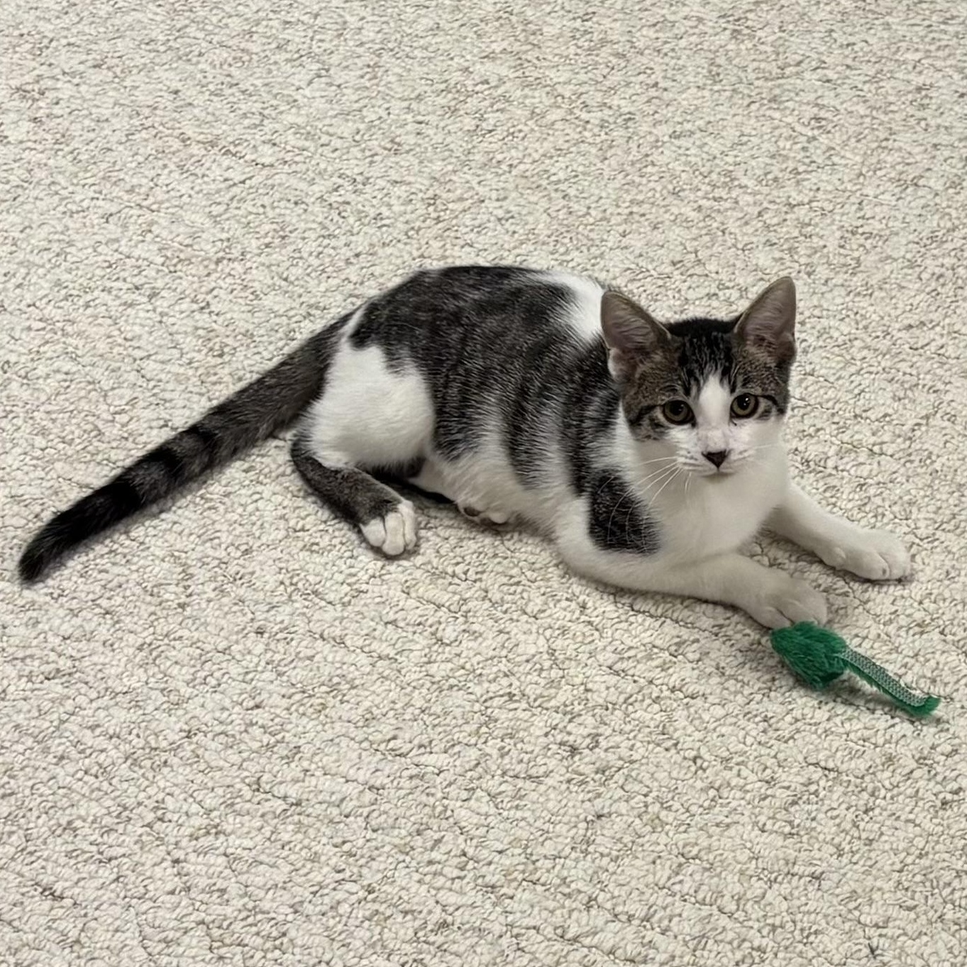 Enlarge Rice Crispy, a Adoptable Domestic Short Hair in Mineral Point, WI image 2/6