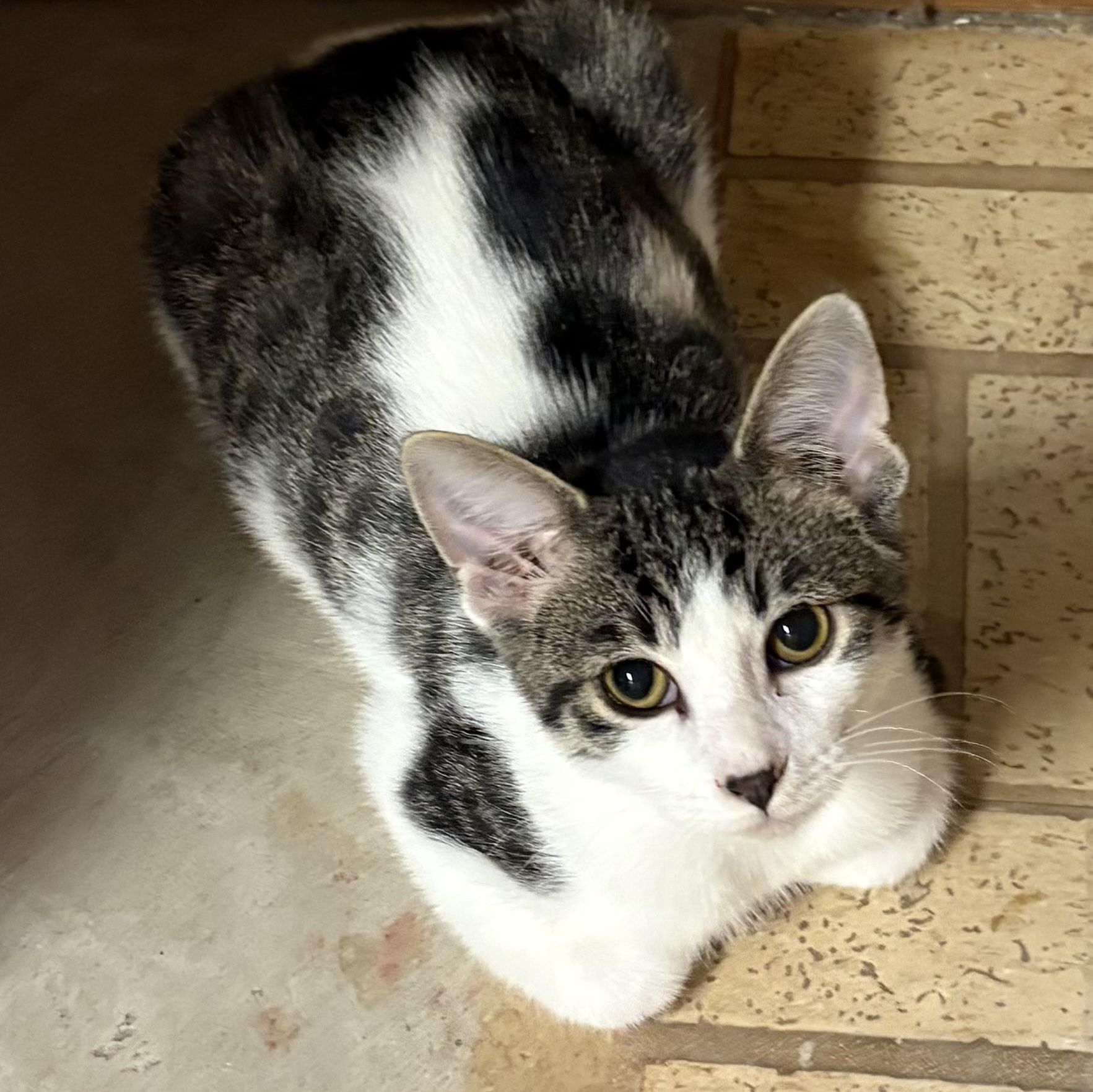 Enlarge Rice Crispy, a Adoptable Domestic Short Hair in Mineral Point, WI image 1/6