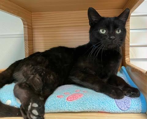 Myth, ADOPTABLE, Young Male Domestic Short Hair.