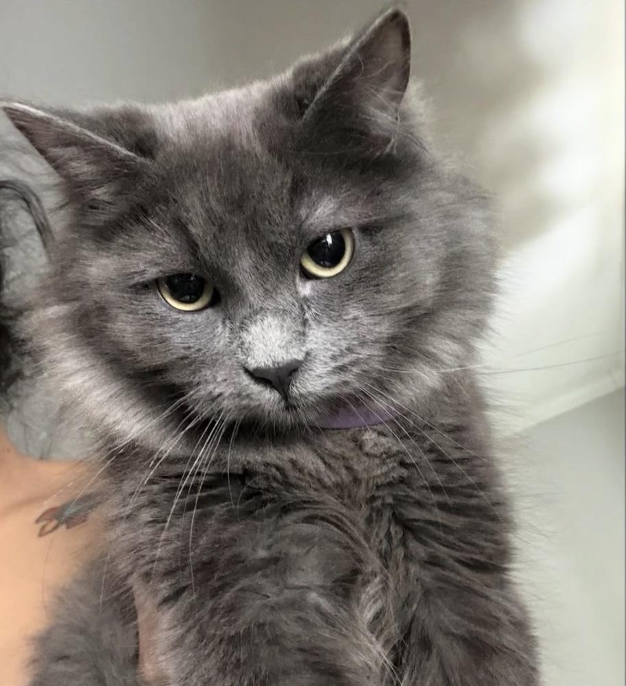 Hermès, Adoptable, Kitten Male Domestic Long Hair.