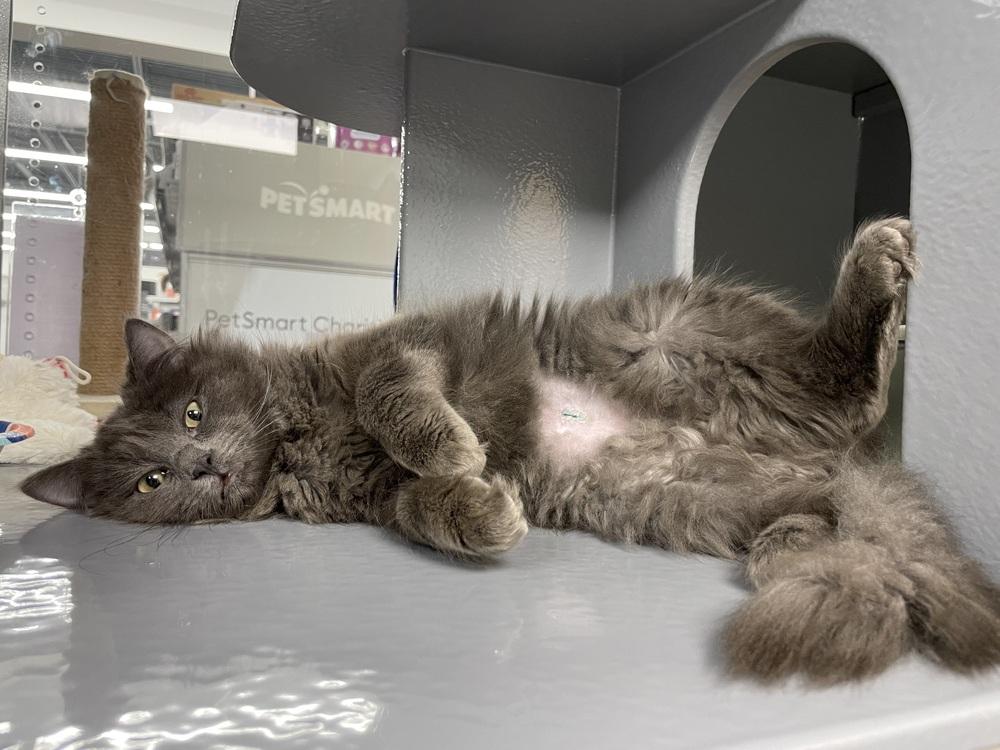 Enlarge Hermès, a Adoptable Domestic Long Hair in East hartford, CT image 2/4
