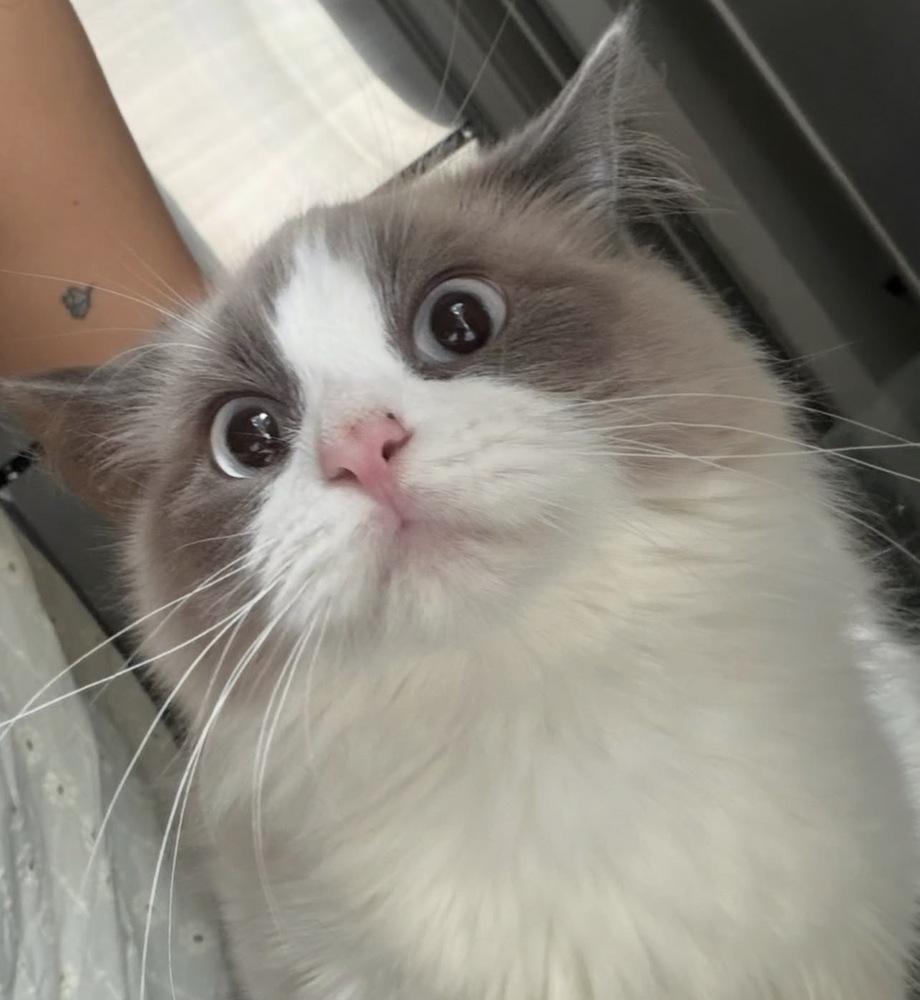 Enlarge Hermès, a Adoptable Domestic Long Hair in East hartford, CT image 3/4