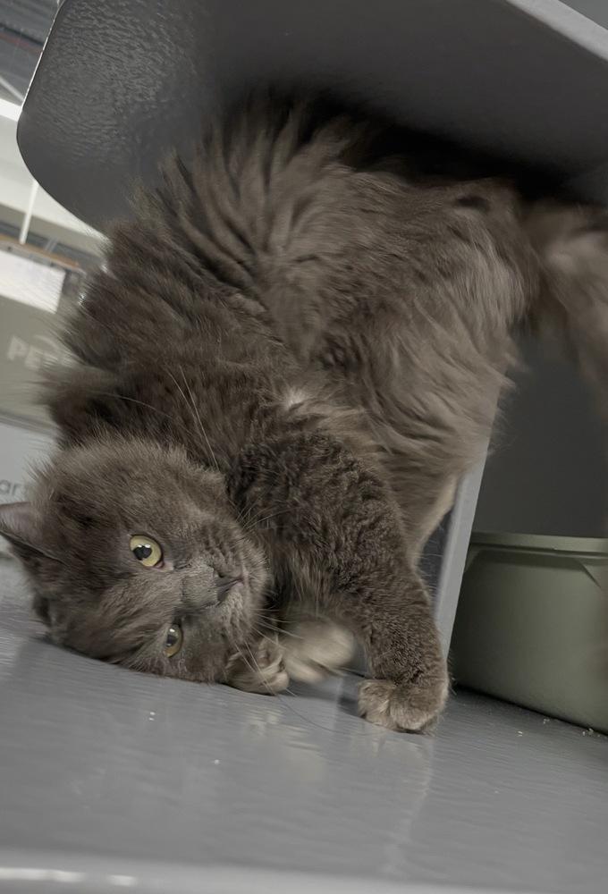 Enlarge Hermès, a Adoptable Domestic Long Hair in East hartford, CT image 4/4
