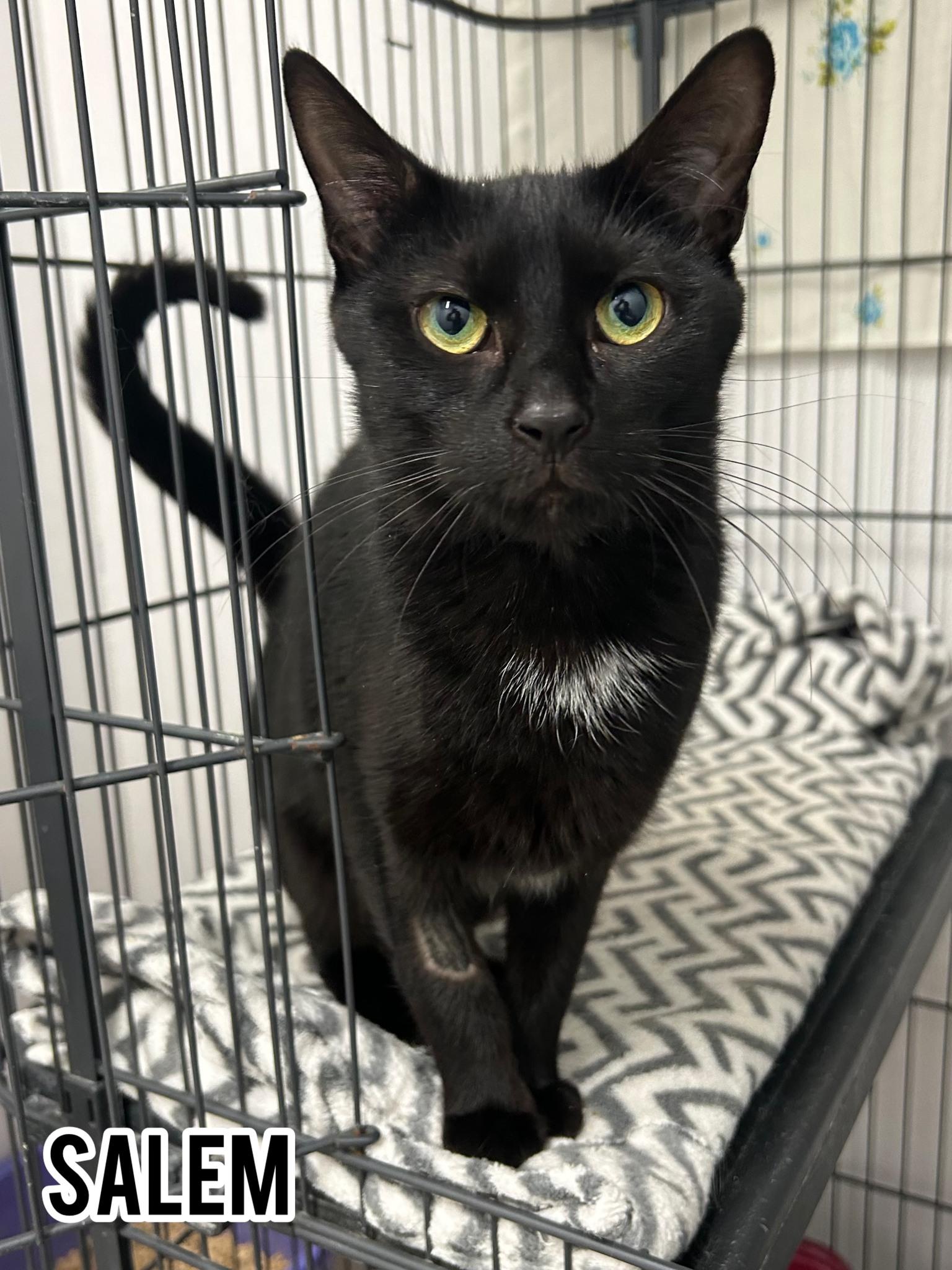 Enlarge Salem, a Adoptable Domestic Short Hair in Dauphin, MB image 1/1