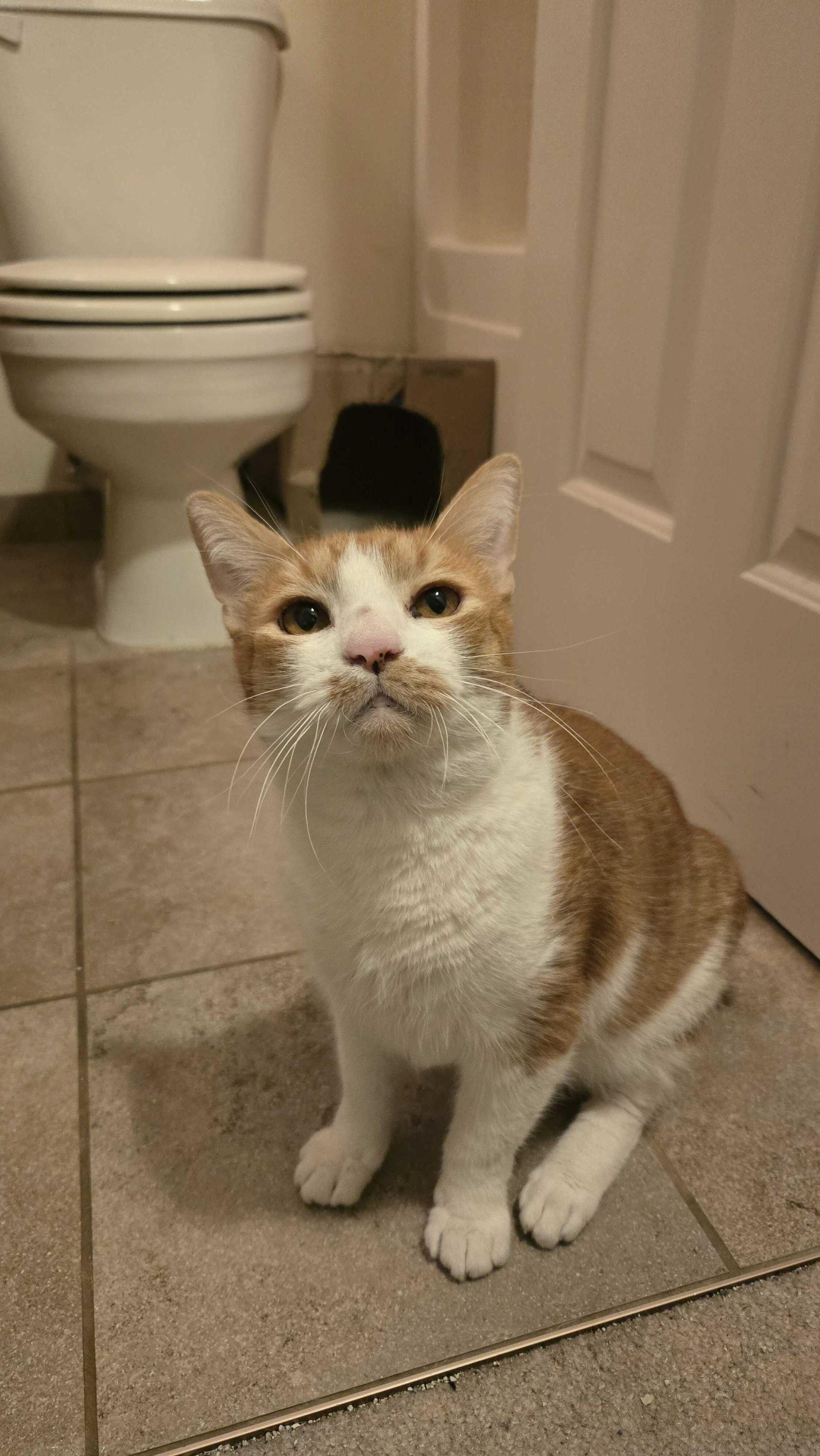 Enlarge Humphrey, a ADOPTABLE Domestic Short Hair in Seattle, WA image 3/5