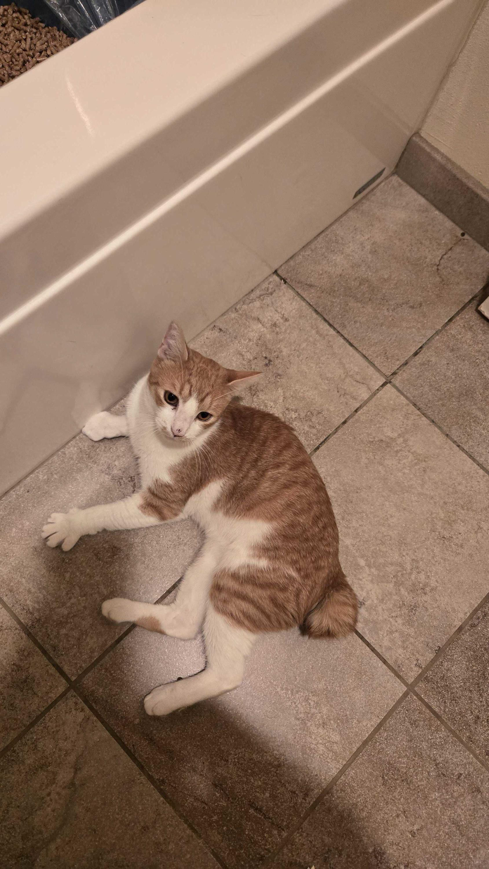 Enlarge Humphrey, a ADOPTABLE Domestic Short Hair in Seattle, WA image 4/5