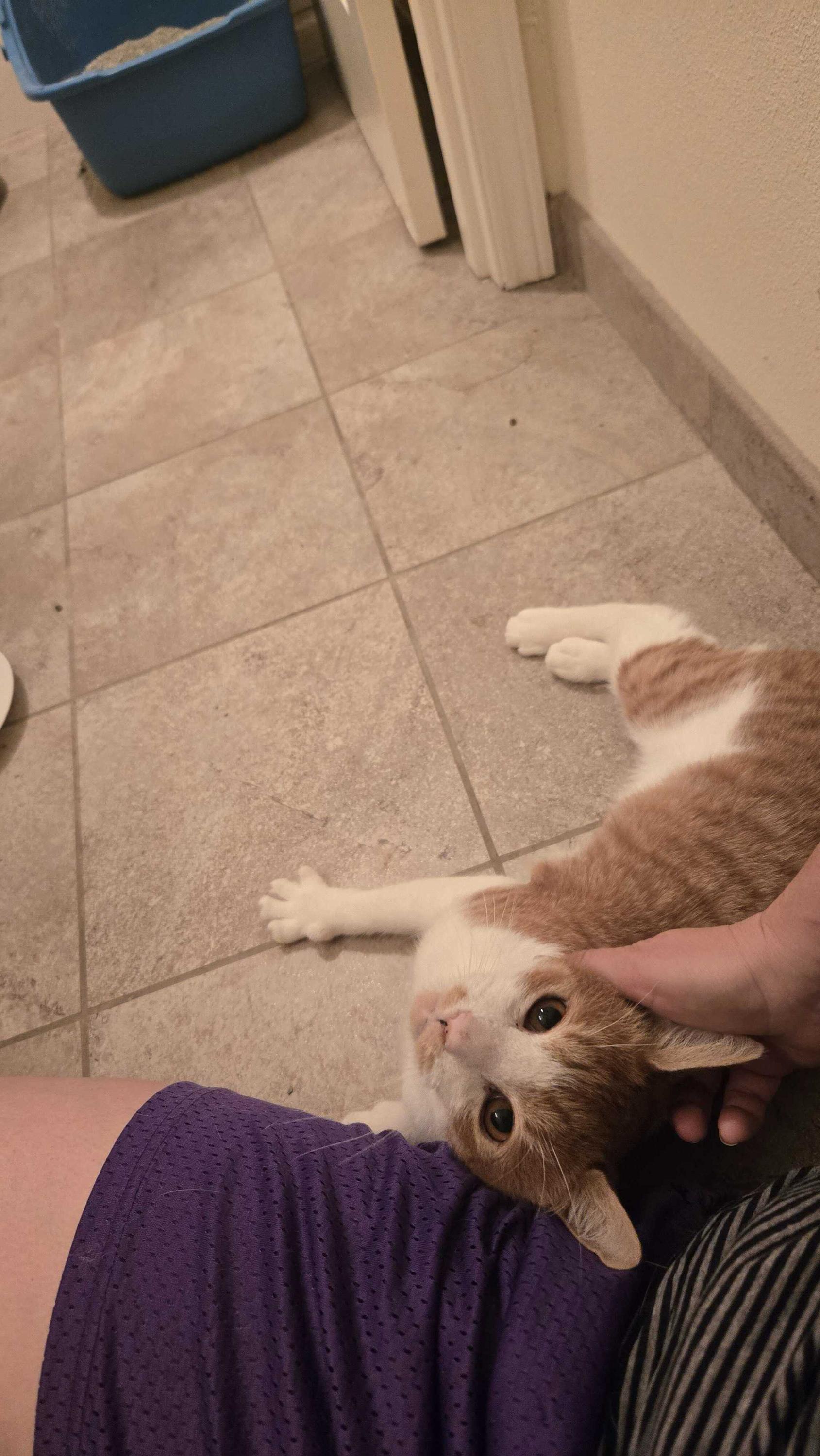 Enlarge Humphrey, a ADOPTABLE Domestic Short Hair in Seattle, WA image 5/5