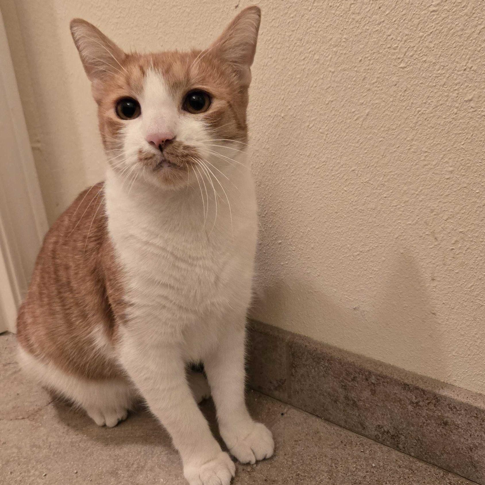 Humphrey, ADOPTABLE, Adult Male Domestic Short Hair.