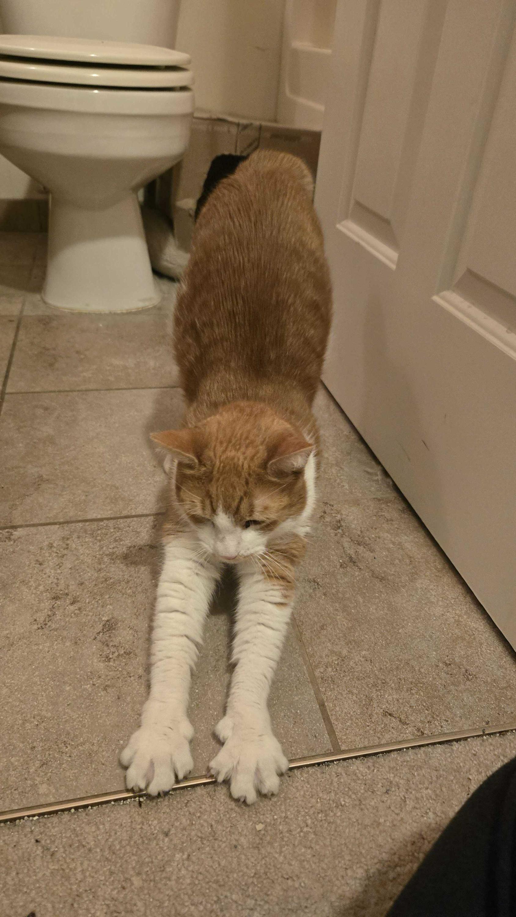 Enlarge Humphrey, a ADOPTABLE Domestic Short Hair in Seattle, WA image 2/5