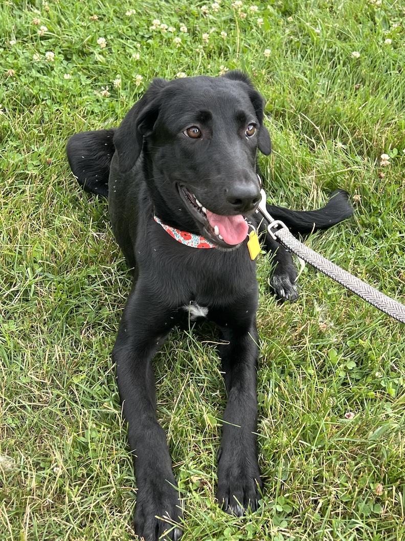 Pepa-Not Accepting Applications Yet!