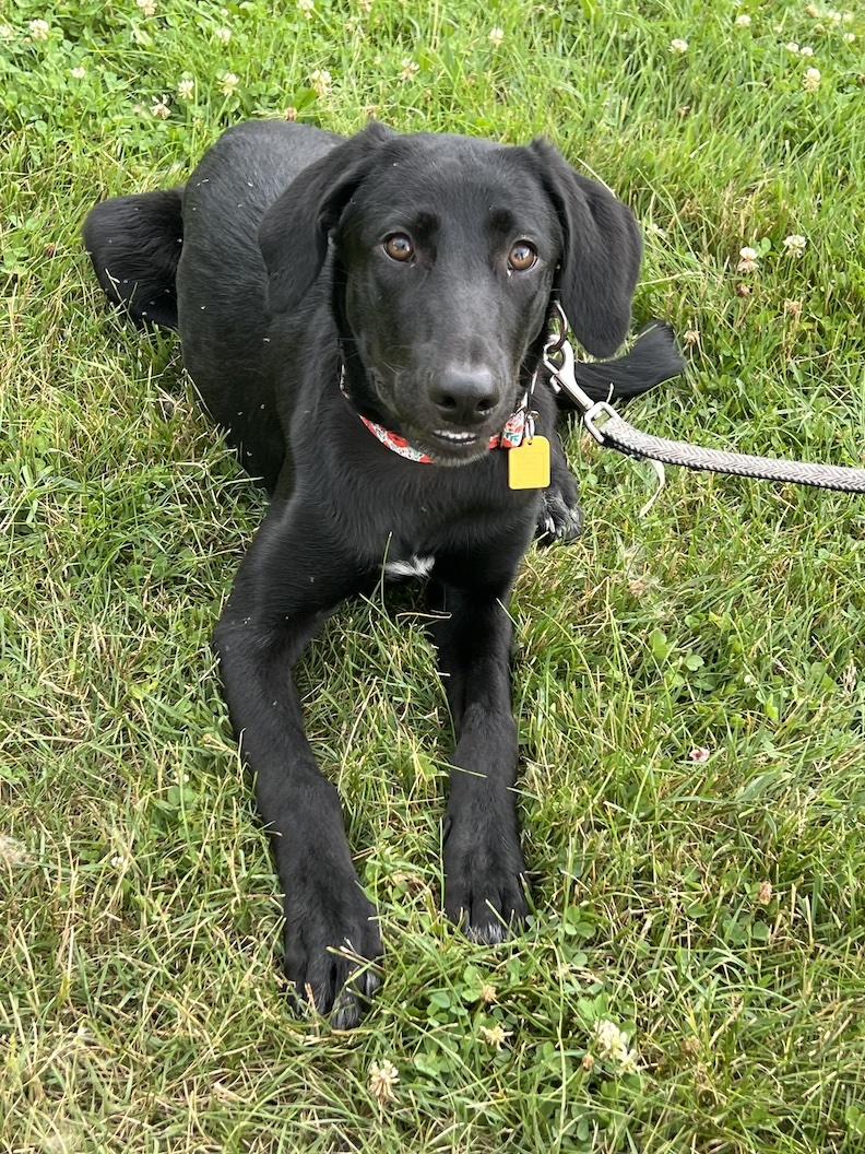 Pepa-Not Accepting Applications Yet!