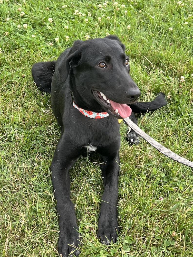 Pepa-Not Accepting Applications Yet!