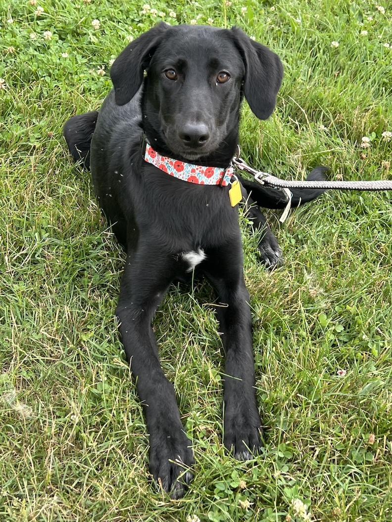 Pepa-Not Accepting Applications Yet!