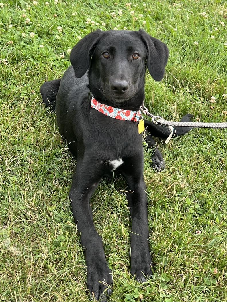 Pepa-Not Accepting Applications Yet!