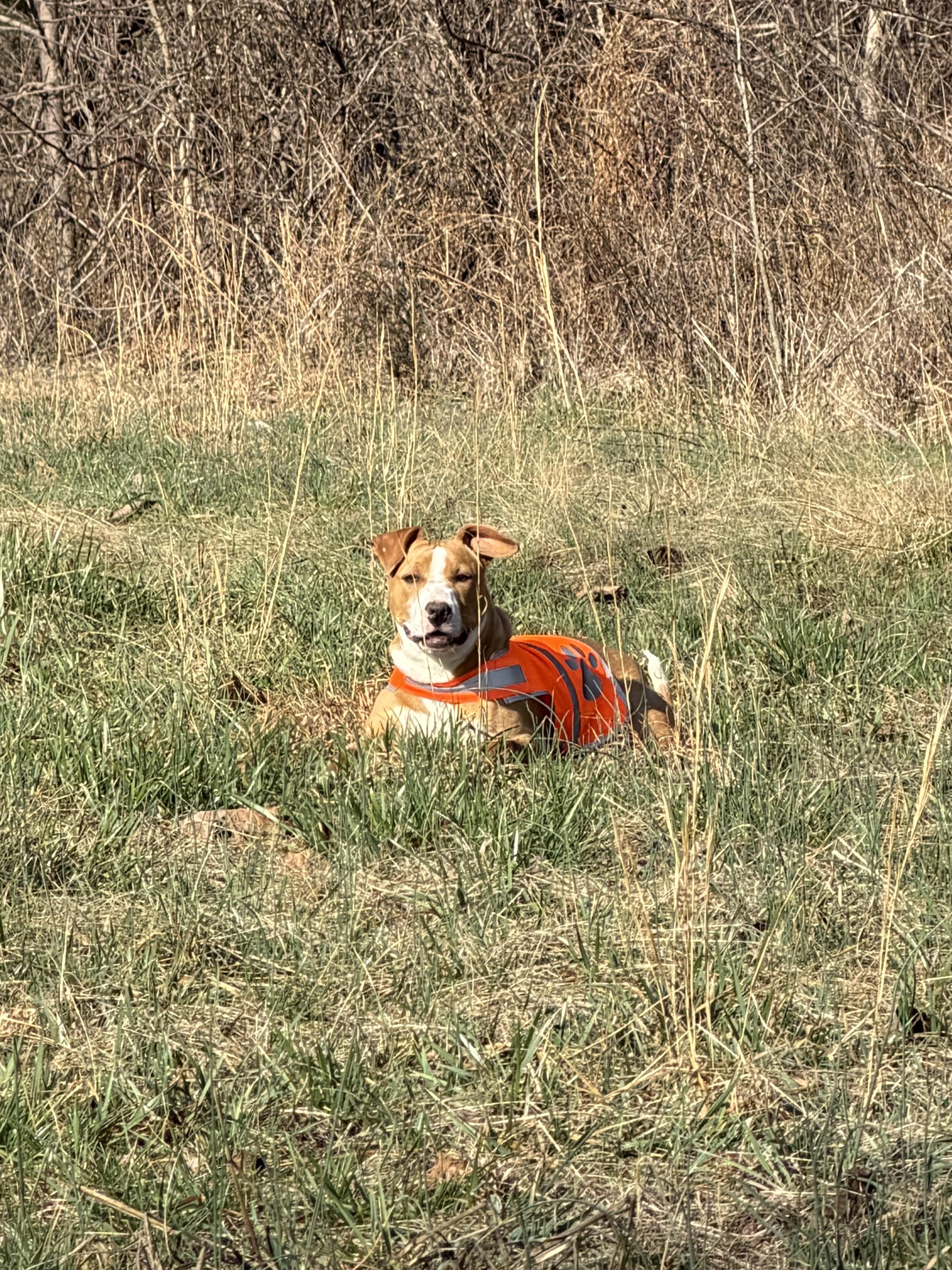Enlarge ZARA!, an adopted mixed breed in Owensboro, KY image 5/5