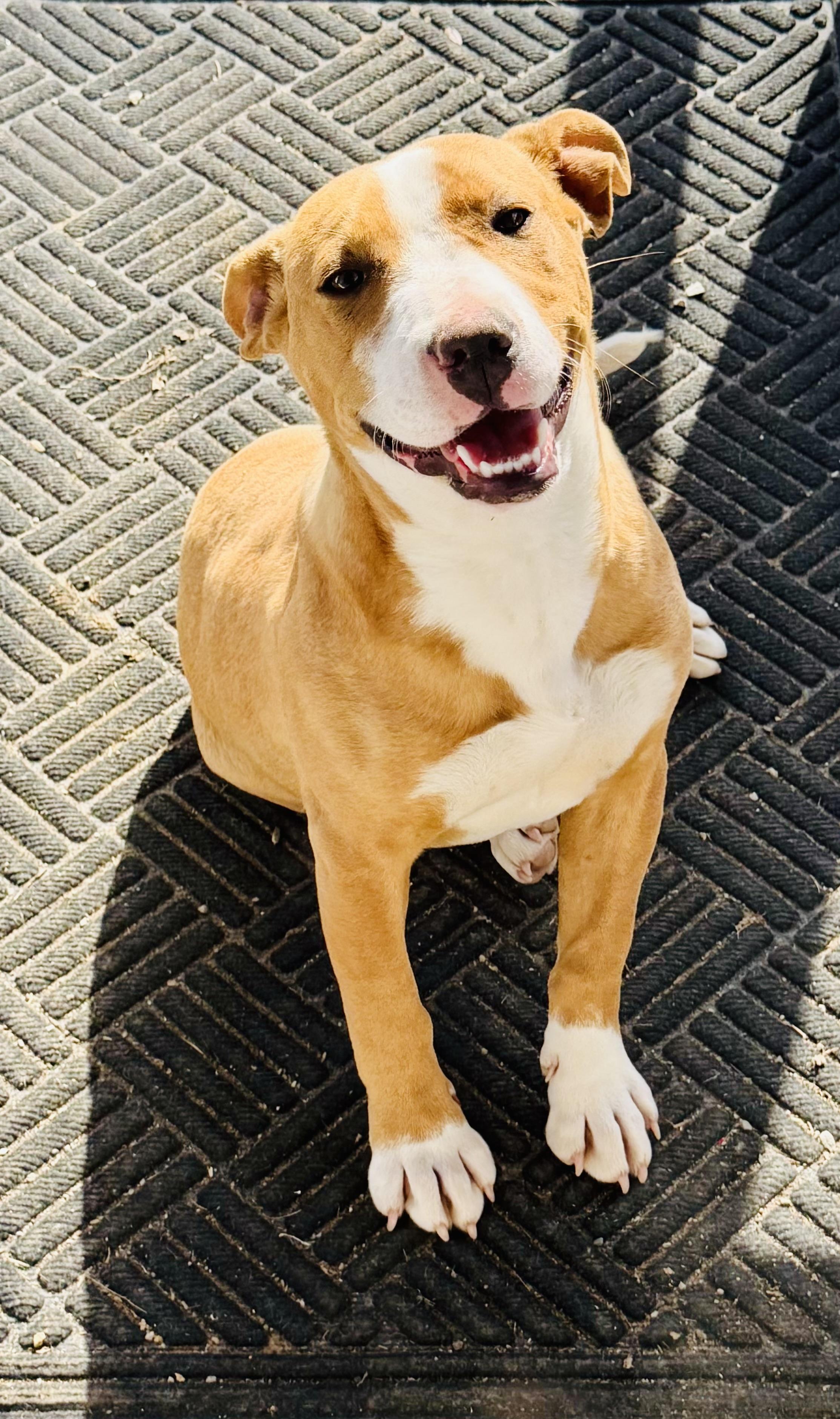 Enlarge ZARA!, an adopted mixed breed in Owensboro, KY image 1/5