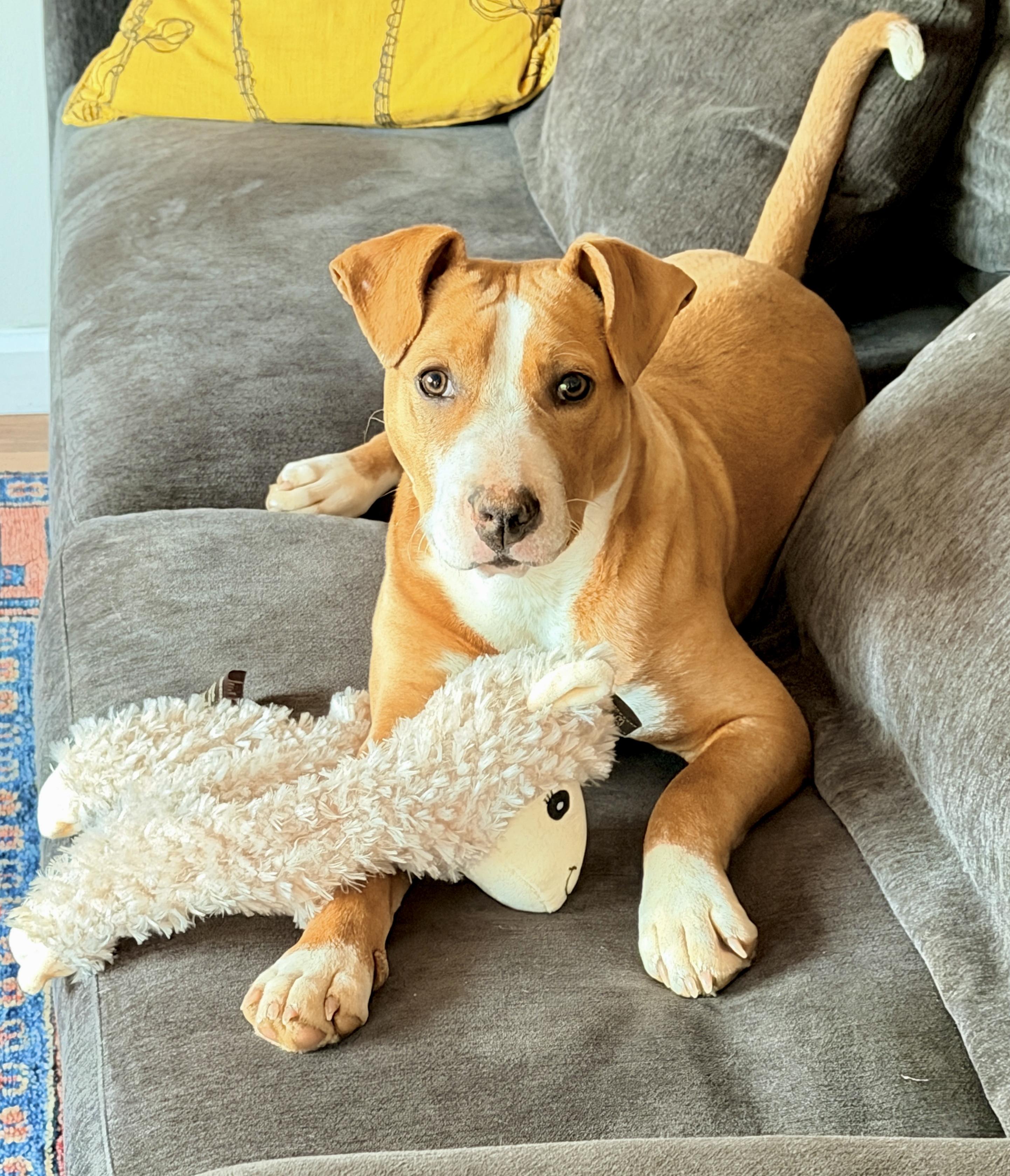 Enlarge ZARA!, an adopted mixed breed in Owensboro, KY image 2/5