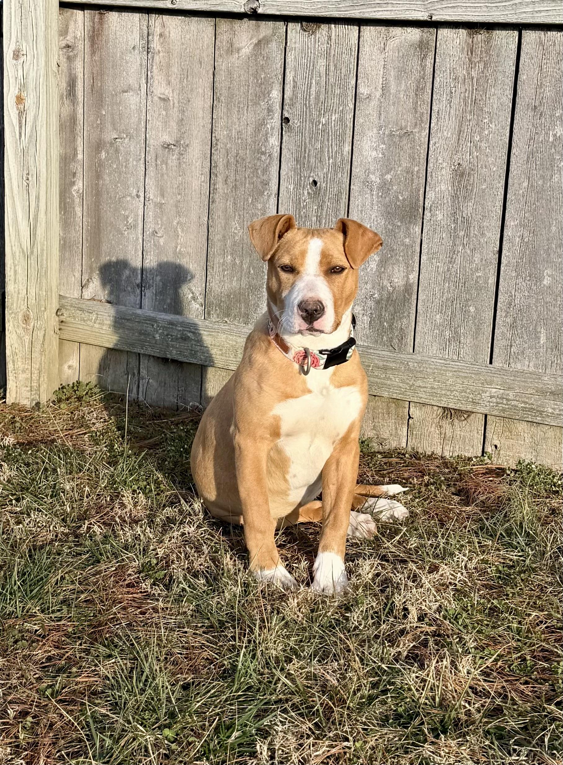 Enlarge ZARA!, an adopted mixed breed in Owensboro, KY image 3/5