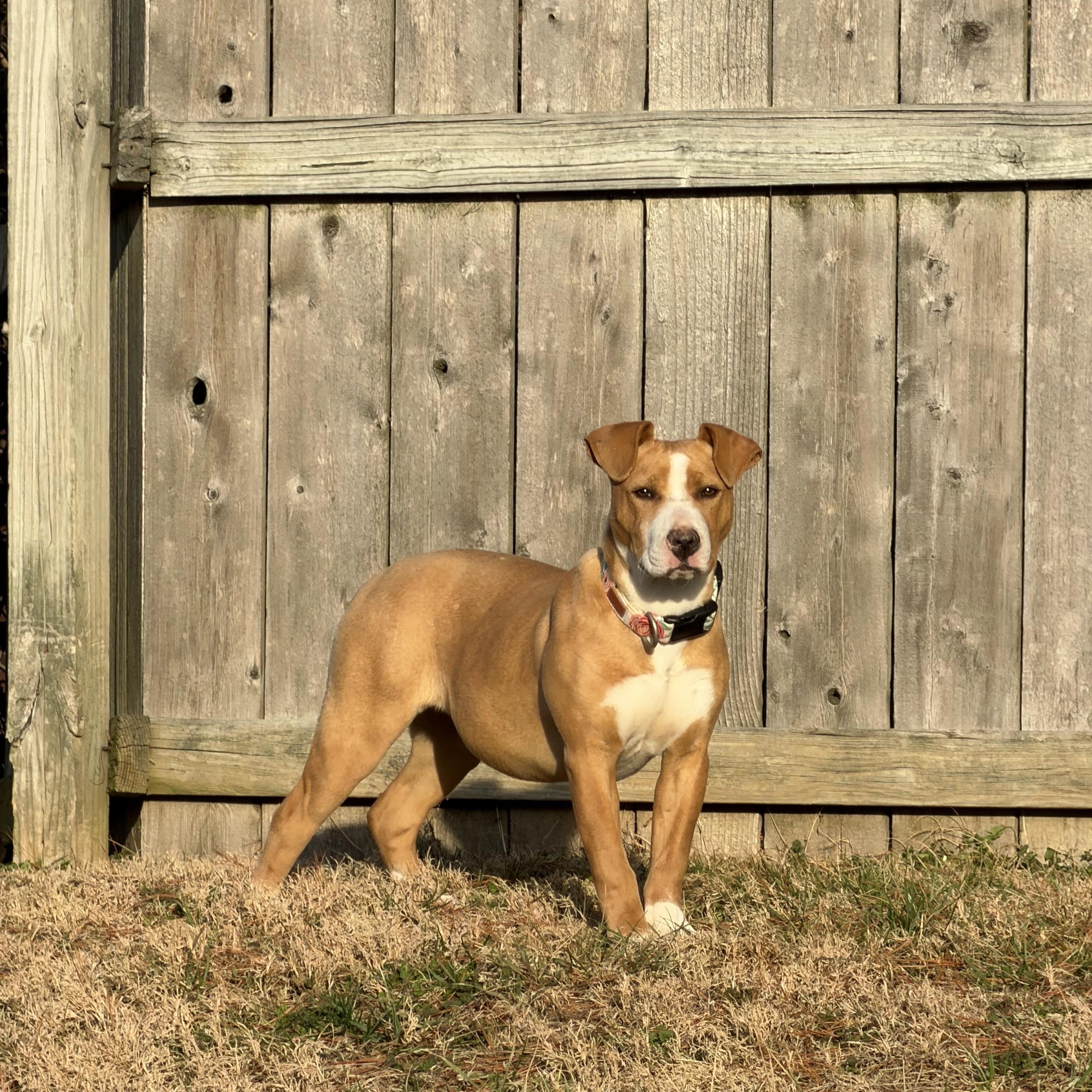 Enlarge ZARA!, an adopted mixed breed in Owensboro, KY image 4/5