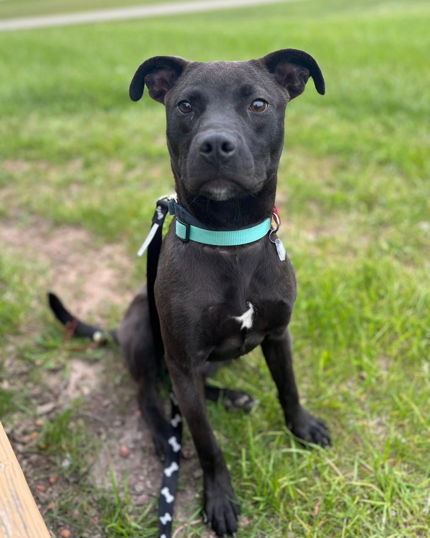 Slick, a ADOPTABLE mixed breed in Fremont, MI image 1/5