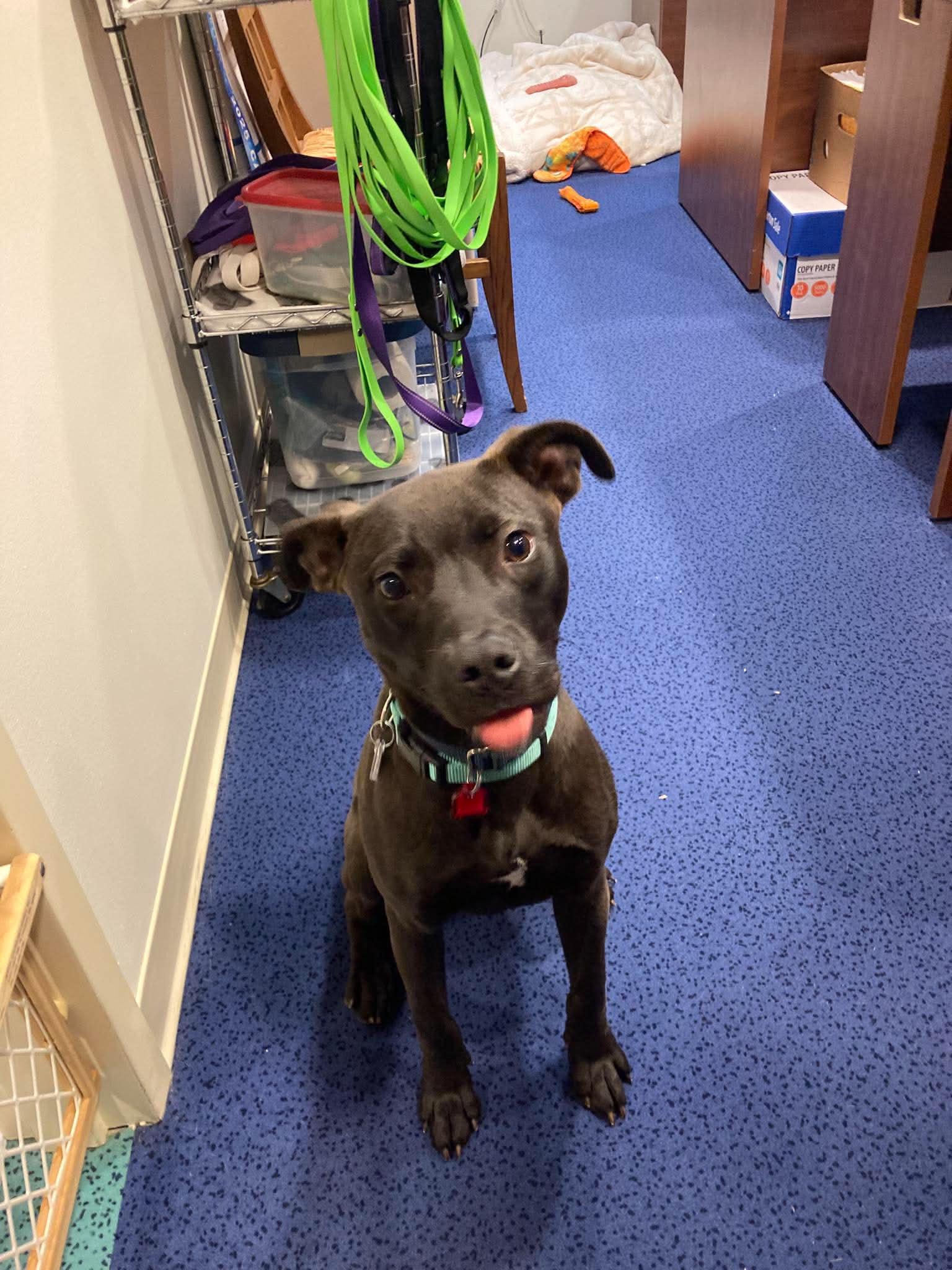 Slick, ADOPTABLE, Adult Male Terrier.