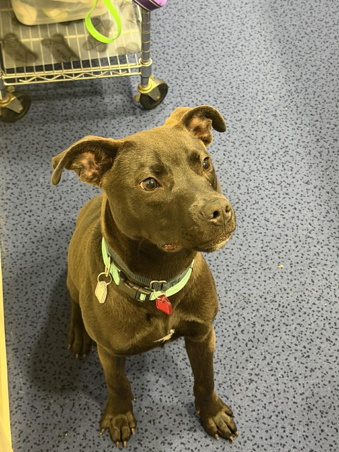 Slick, a ADOPTABLE mixed breed in Fremont, MI image 4/5