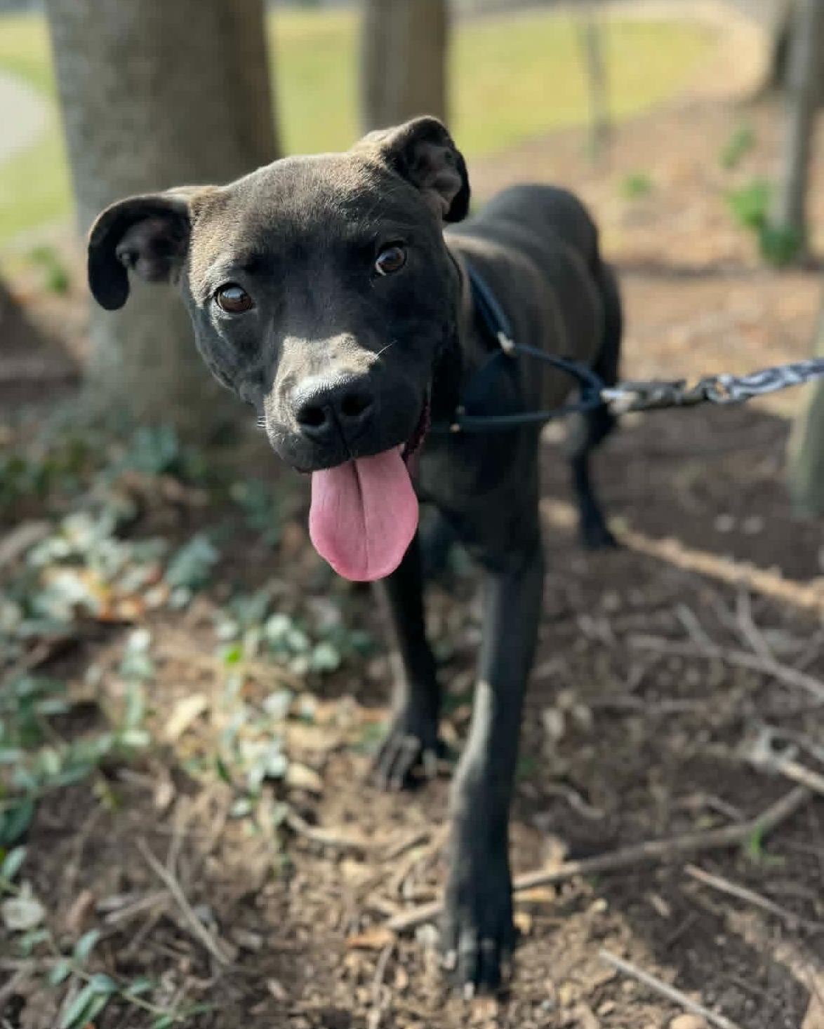 Slick, ADOPTABLE, Adult Male Terrier.