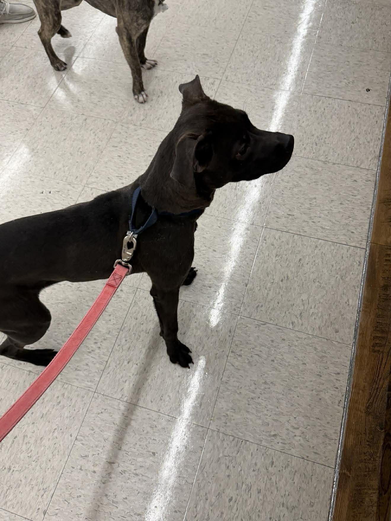 Slick, a ADOPTABLE mixed breed in Fremont, MI image 5/5